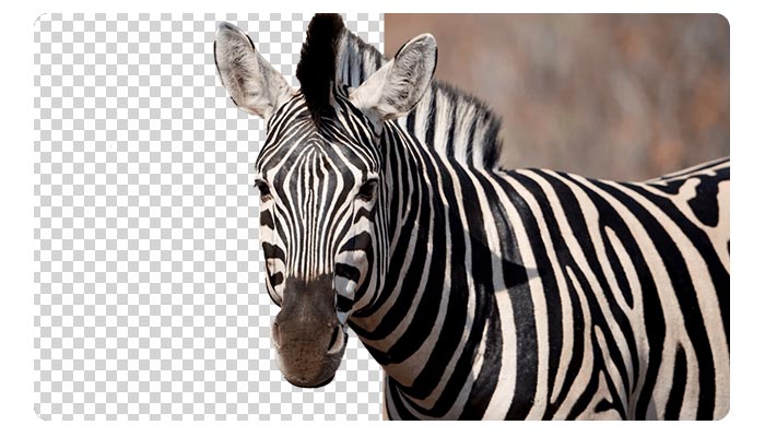 Ashampoo Background Remover Full Download Windows 11